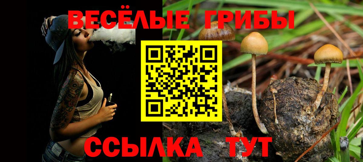 Псилоцибиновые грибы Psilocybe Владимир